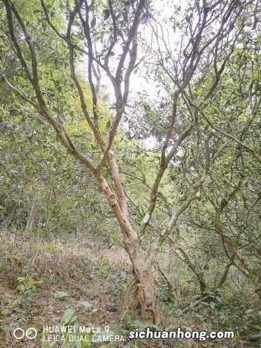 什么样的树是茶树