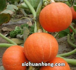 红南瓜与什么相克