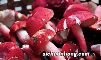 红菇什么时候出