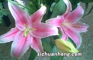 核桃与百合有什么功效与作用是什么意思