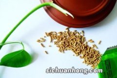 定香茶作用是什么