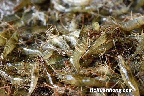 河虾不能与什么一起吃吗
