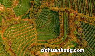 茶叶的浸提是什么意思