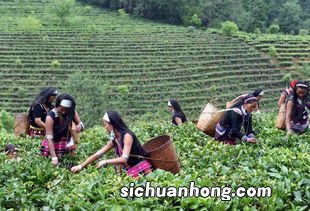 茶叶的浸提是什么意思