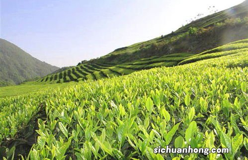 茶叶适合什么颜色土壤