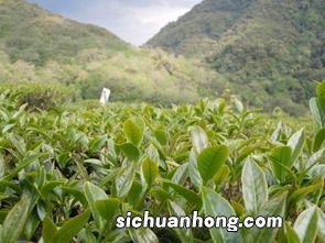 茶叶适合什么颜色土壤