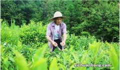 茶叶什么季节剪枝好