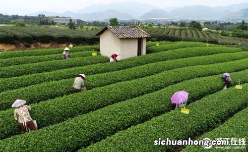 什么是夏秋茶