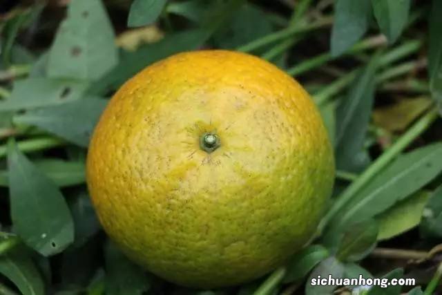 什么时候生产新会柑茶