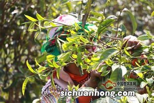 普洱什么品种不耐泡