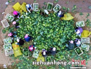 广东秋天收获什么蔬菜