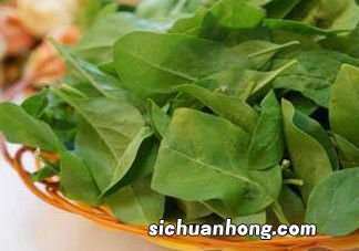 枸杞叶炒什么功效与作用