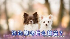 狗狗可以什么菜