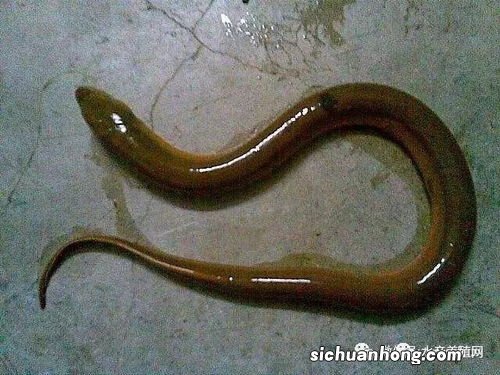 黄鳝死多久不能吃