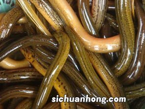 黄鳝死多久不能吃