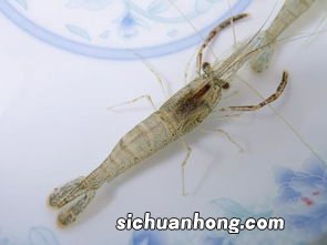 小河虾能活多久