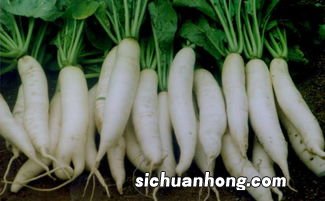 吃白萝卜后多久可以吃当归