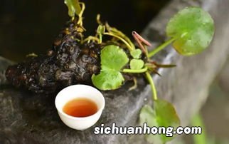 小缸茶是什么茶