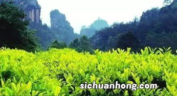 武夷山四大名茶是什么