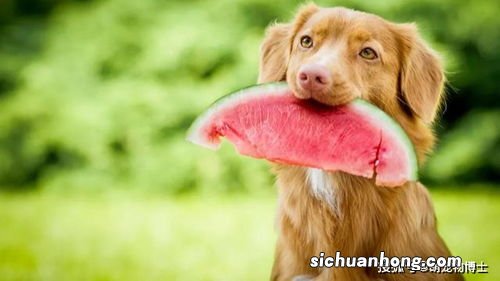 南瓜煮多久可以给狗吃