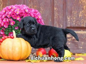 南瓜煮多久可以给狗吃
