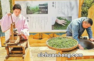 古法制茶都是什么茶