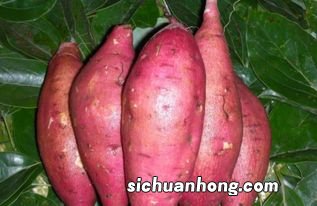 蕃薯不可和什么一起吃