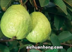 番石榴为什么有股味道