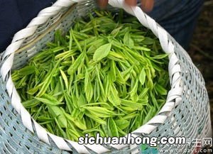 大大的叶子是什么茶叶