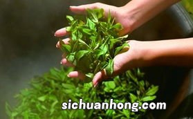 大大的叶子是什么茶叶