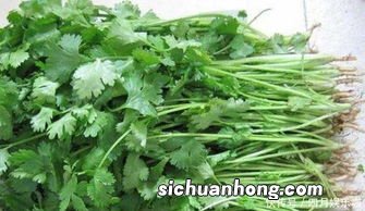 大量香菜怎么保存方法