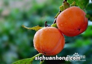 儿童吃什么水果补气血