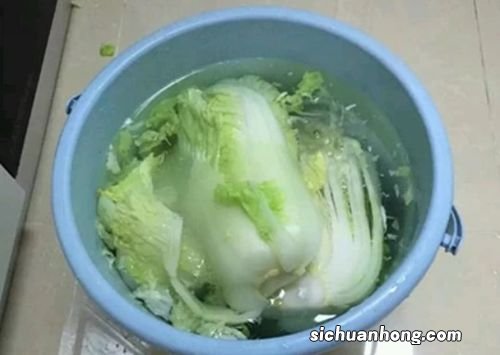 大白菜腌制泡菜怎么腌制