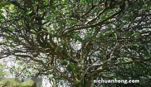 什么是普洱忙肺古树茶