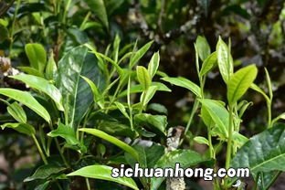 什么茶叶称为淡性茶