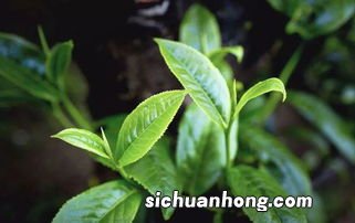 什么茶是大叶茶