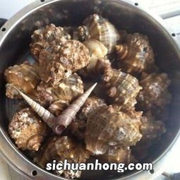 盐水海螺要煮多久