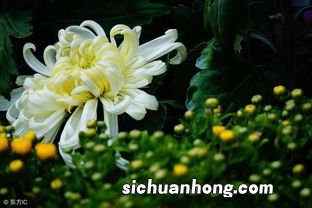 菊花里含有什么作用是什么