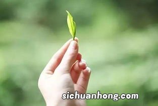 毫香的意思是什么意思是什么意思是什么