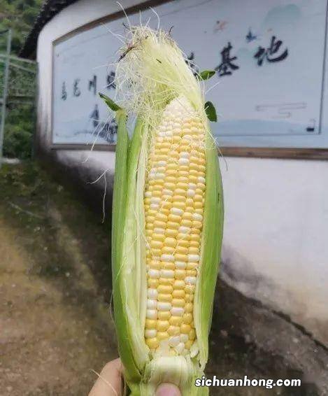 电转吃玉米女孩叫什么名字