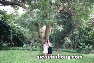古树象征什么关系