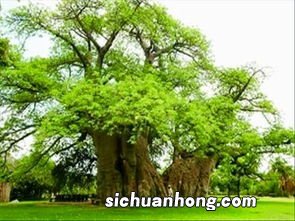 古树象征什么关系