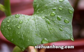 地瓜叶陪什么吃好