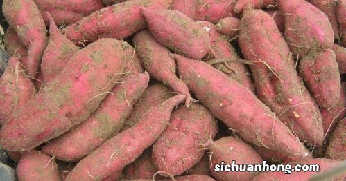 地瓜什么做好吃又简单的方式