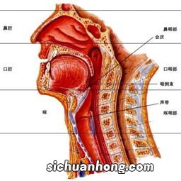 得了咽喉炎应该吃什么