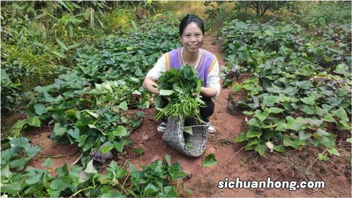 吃红薯藤怎么做好吃