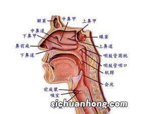 得了咽喉炎 能吃什么