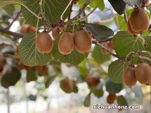 吃的猕猴桃怎么种植