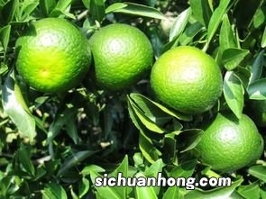 20年小青柑普洱什么价