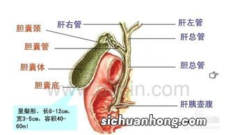胆结石需要吃些什么东西